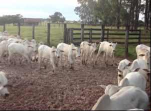 Caetité: Mais de 160 bezerros são recuperados após roubo em fazenda